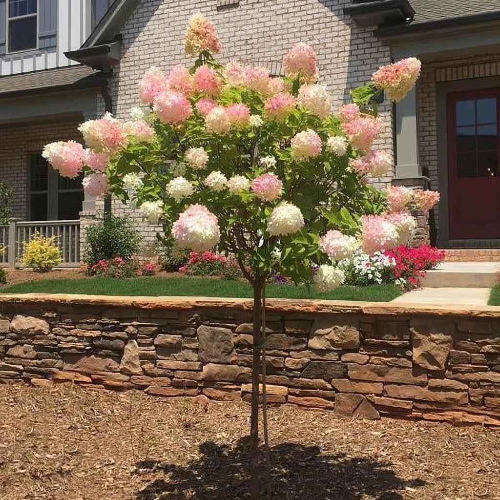 Brighter Blooms Vanilla Strawberry Hydrangea Tree, 4-5 ft