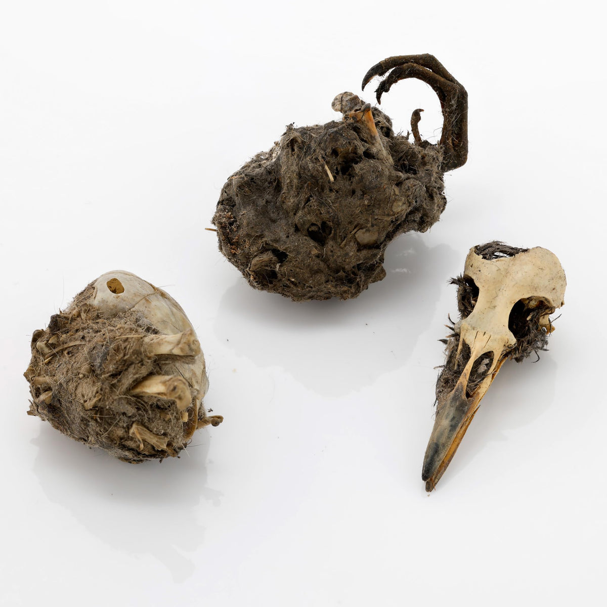 Barn Owl Pellets, Pack of 20 Small, Individually Foil Wrapped & Pre-Graded, Science Classroom Hands On Dissection Kit