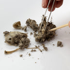 Barn Owl Pellets, Pack of 20 Small, Individually Foil Wrapped & Pre-Graded, Science Classroom Hands On Dissection Kit