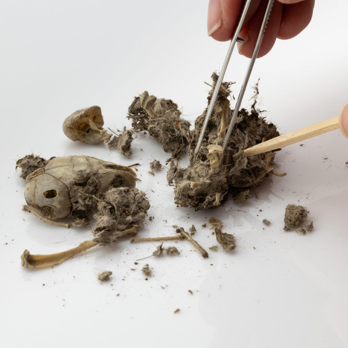 Barn Owl Pellets, Pack of 20 Small, Individually Foil Wrapped & Pre-Graded, Science Classroom Hands On Dissection Kit