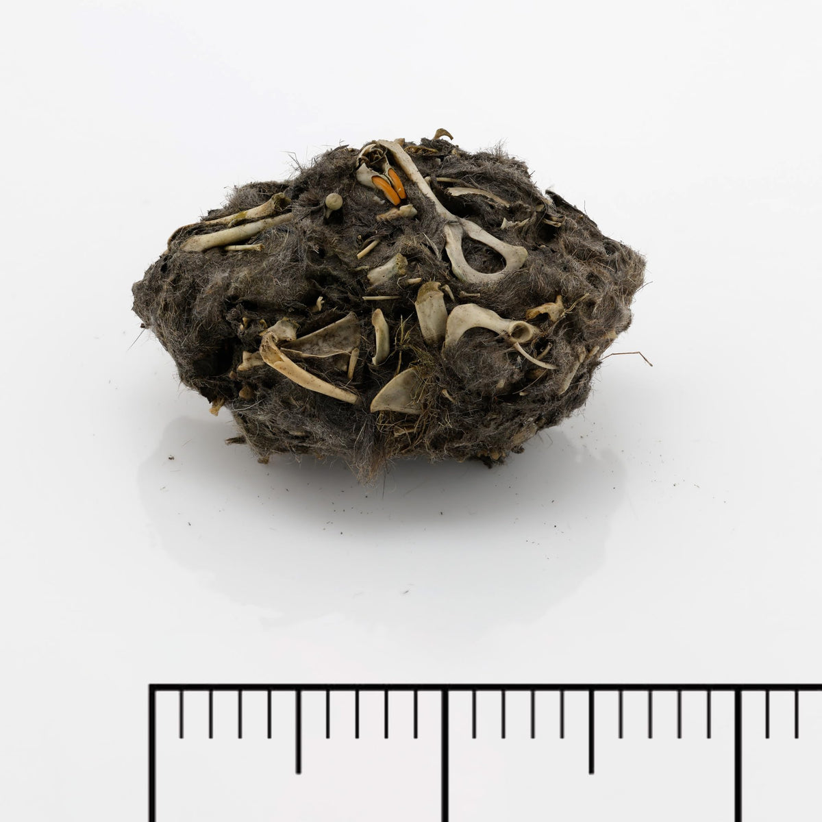 Barn Owl Pellets, Pack of 20 Small, Individually Foil Wrapped & Pre-Graded, Science Classroom Hands On Dissection Kit