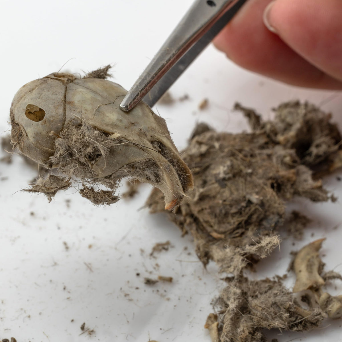 Barn Owl Pellets, Pack of 20 Small, Individually Foil Wrapped & Pre-Graded, Science Classroom Hands On Dissection Kit