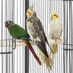 Yaheetech 40" H Wrought Iron Bird Cage with Open-Top Design & Rolling Stand Black