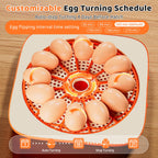 Egg Incubator for Hatching Eggs, 12 Egg Capacity, One-Touch Smart Hatching