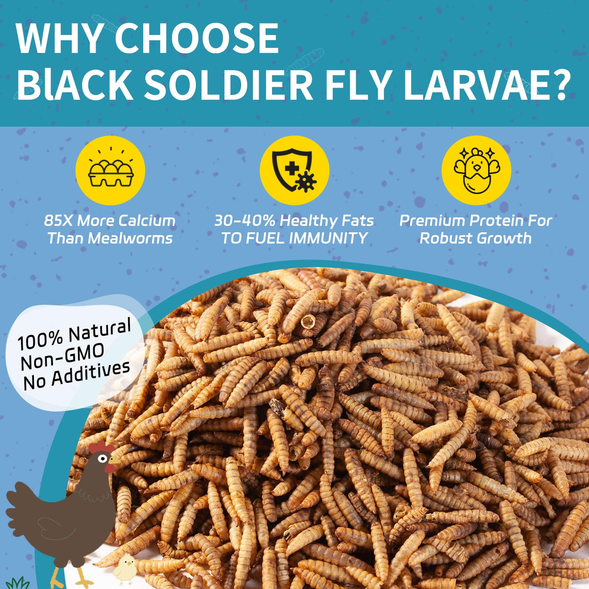10LB Dried Black Soldier Fly Larvae for Chickens