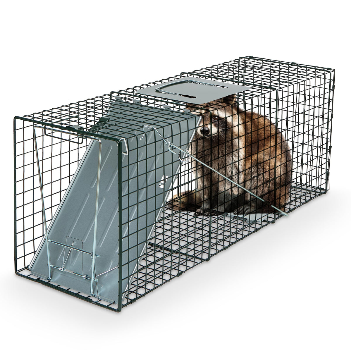 Humane Way Sentinel 32 Inch Live Animal Trap - No Assembly Required - Safe Medium Traps for All Animals - Raccoons, Cats, Groundhogs, Opossums - 32"
