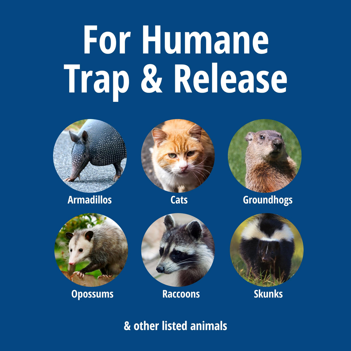 Havahart 1085 Large 1-Door Easy Set Humane Live Animal Trap for Armadillos, Cats, Groundhogs, Muskrats, Opossums, Raccoons, Skunks - Havahart Live