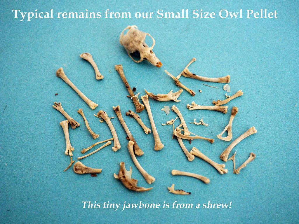 Barn Owl Pellets, Pack of 20 Small, Individually Foil Wrapped & Pre-Graded, Science Classroom Hands On Dissection Kit