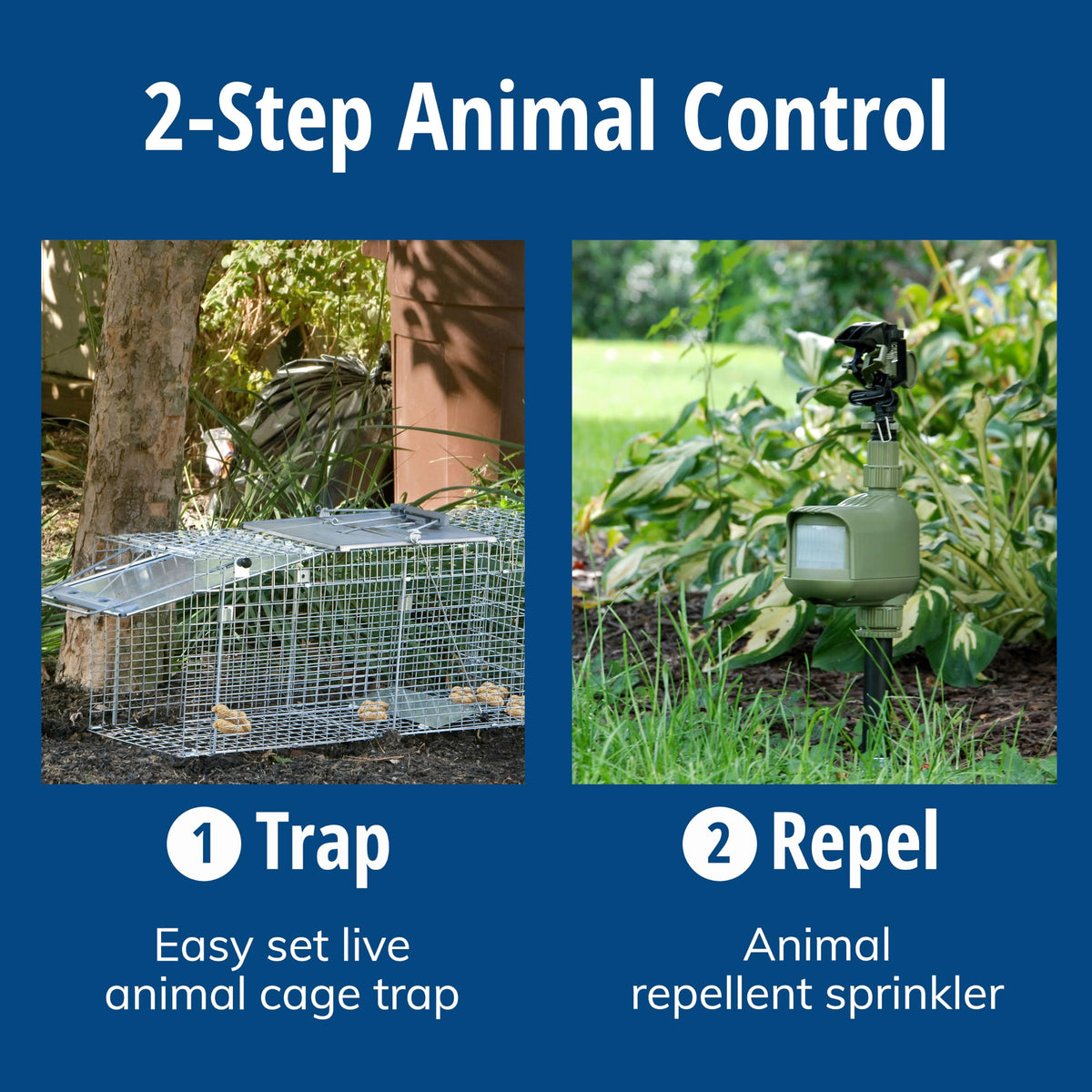 Havahart 1085 Large 1-Door Easy Set Humane Live Animal Trap for Armadillos, Cats, Groundhogs, Muskrats, Opossums, Raccoons, Skunks - Havahart Live